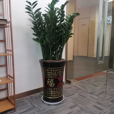 金钱树