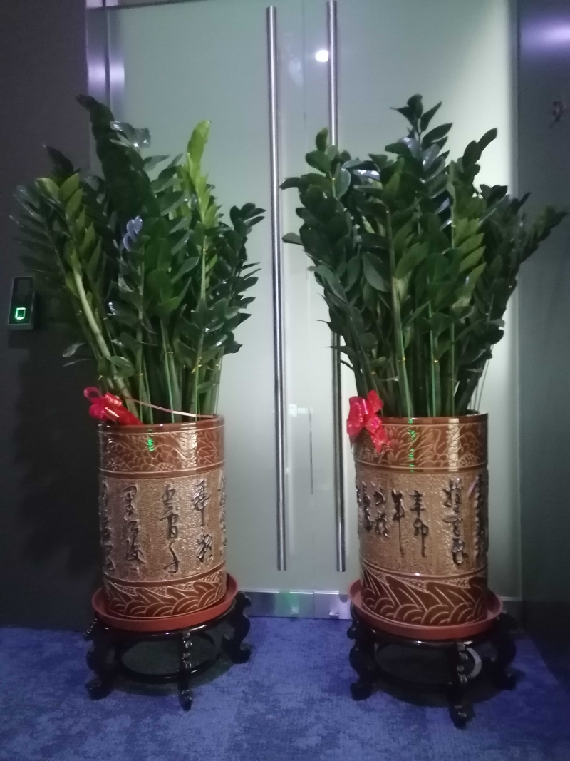 金钱树