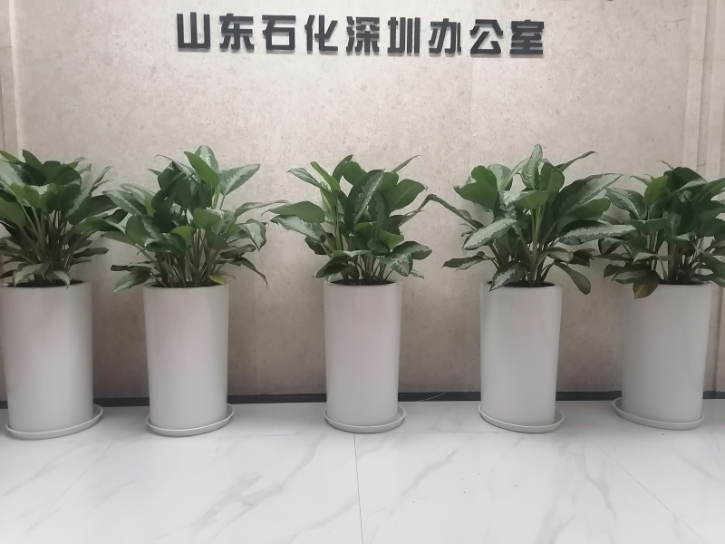 雅丽皇后