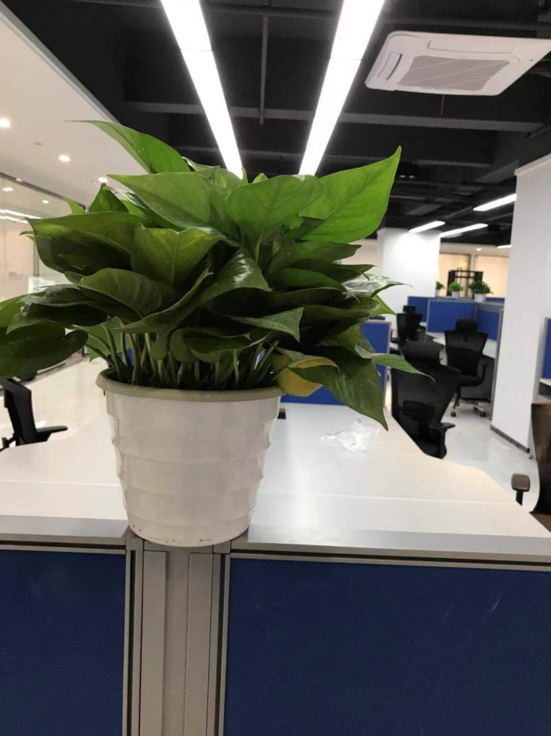小绿萝