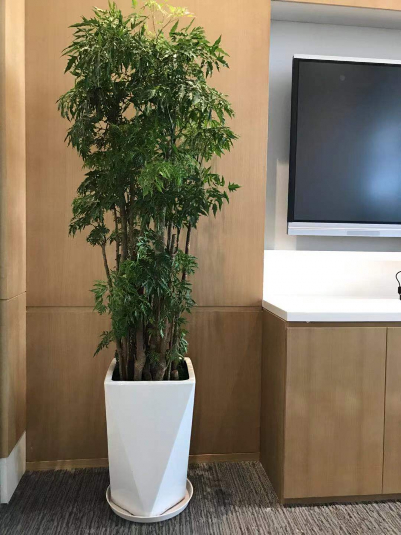细叶福禄桐