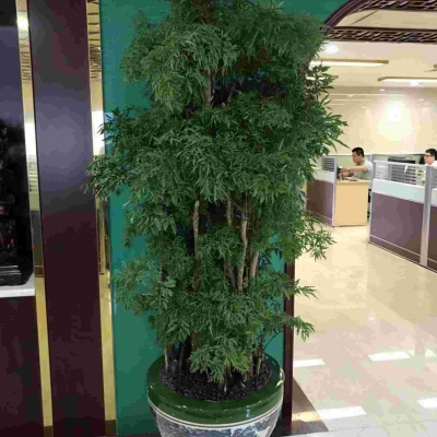细叶福禄桐