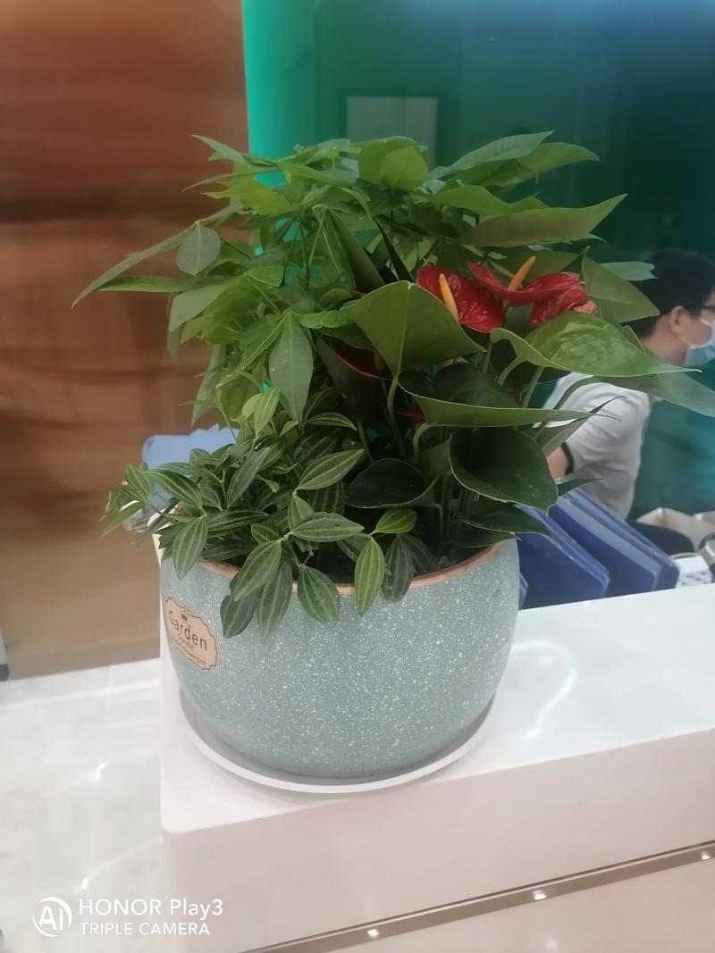 组合盆栽