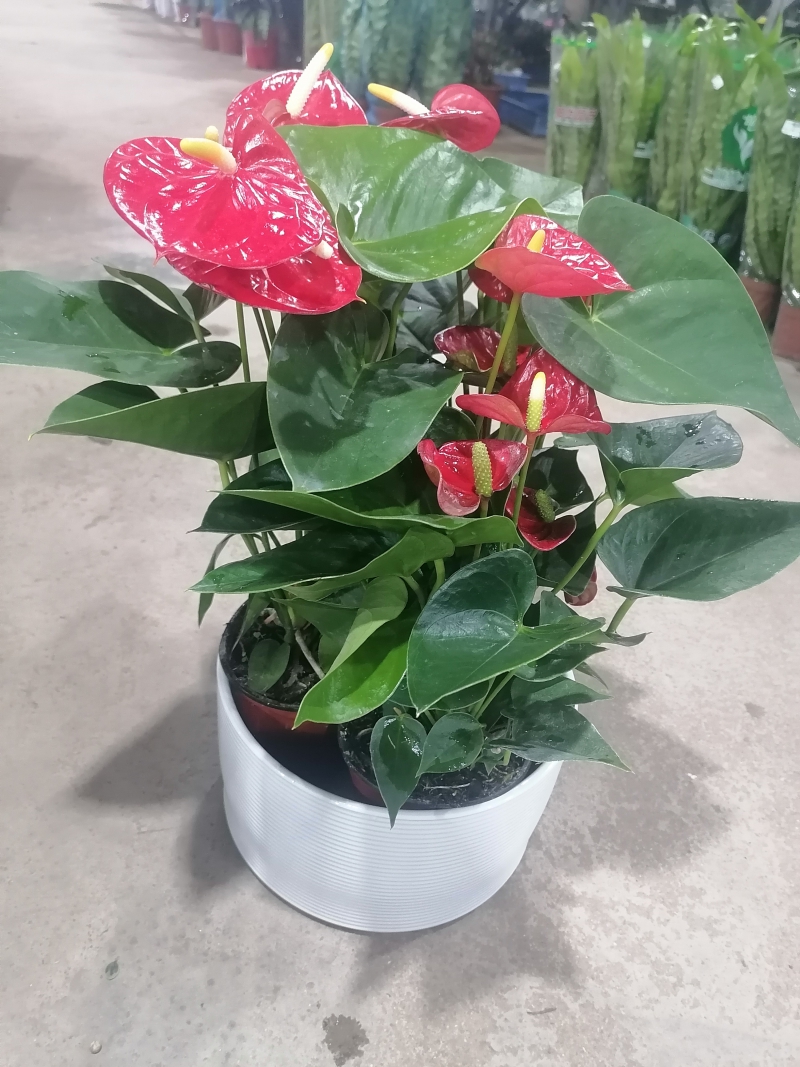红掌盆栽