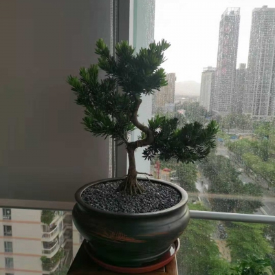 罗汉松