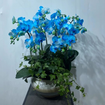 蝴蝶兰