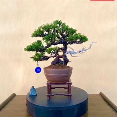 针柏