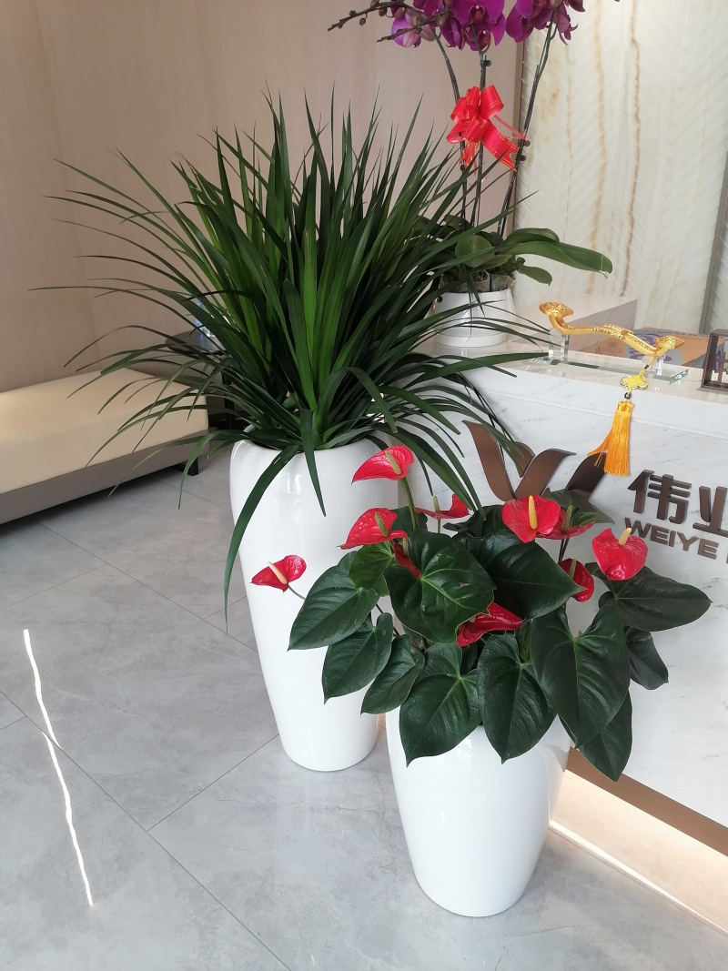 组合盆