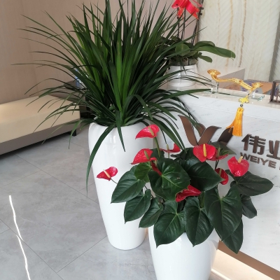 组合盆