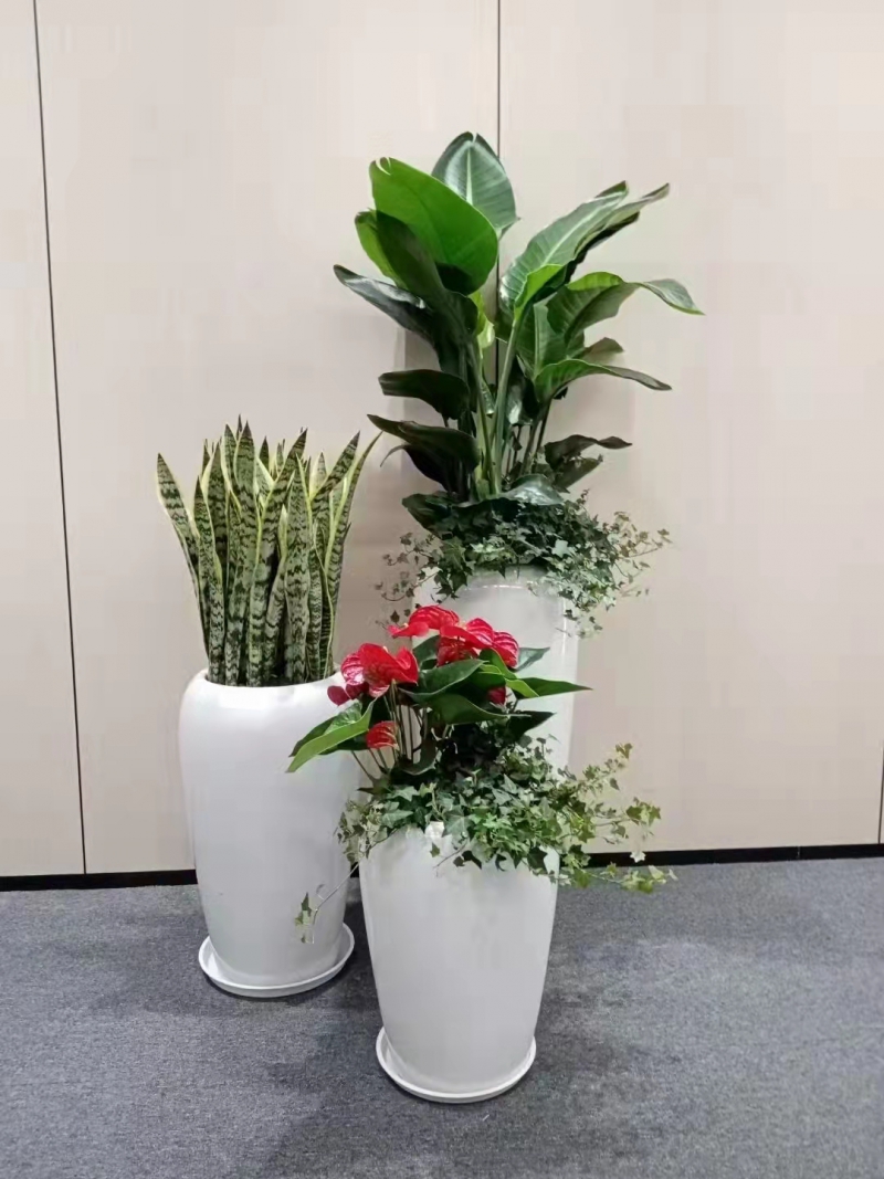 组合盆