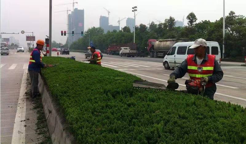 绿化养护